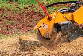 Reliable Boston, MA Tree Removal Solutions