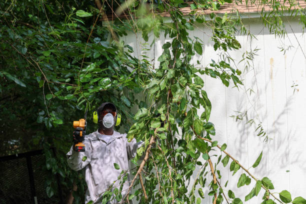 Best Fruit Tree Pruning  in Boston, MA